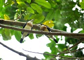 Two white-mantled barbets perched on branch Habitat,Intra-specific behaviours,Meetings with others of same species,Species in habitat shot,Adult,Flying,Sub-tropical,Aves,Chordata,Capito,Agricultural,Vulnerable,Carnivorous,Animalia,Herbivorous,A