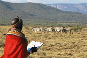 Samburu woman conservation scout monitoring Grevy's zebras Perissodactyla,Odd-toed Ungulates,Chordates,Chordata,Mammalia,Mammals,Equidae,Horses, Donkeys, Zebras,Appendix I,grevyi,Savannah,Terrestrial,Animalia,Equus,Semi-desert,Herbivorous,Africa,Endangered,IU