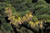 Taiwan fir male cones Seeds,Asia,Near Threatened,Tracheophyta,Forest,Lower Risk,Plantae,Coniferales,IUCN Red List,Pinaceae,Terrestrial,Coniferopsida,Photosynthetic,Abies