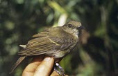 White-throated jungle-flycatcher, in hand Adult,Flying,Asia,Rhinomyias,Chordata,Muscicapidae,Passeriformes,Arboreal,Forest,albigularis,Endangered,Carnivorous,Animalia,Aves,IUCN Red List