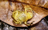 Platypelis mavomavo, showing ventral surface Adult,Sub-tropical,Microhylidae,mavomavo,Platypelis,Anura,Animalia,Africa,Carnivorous,Chordata,Terrestrial,Amphibia,Endangered,IUCN Red List