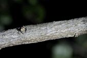 Elaeagnus tarokoensis branch Mature form,IUCN Red List,Elaegnus,Tropical,Forest,Asia,Terrestrial,Elaeagnaceae,Magnoliopsida,Proteales,Plantae,Tracheophyta,Photosynthetic,Vulnerable