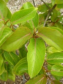 Close up of kauila leaves Leaves,Colubrina,Photosynthetic,Critically Endangered,North America,Rhamnales,Magnoliopsida,Plantae,oppositifolia,Terrestrial,Forest,Tracheophyta,Rhamnaceae,IUCN Red List