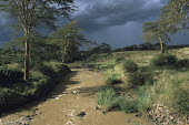 Uaso Nyiro River and yellow thorn / fever trees in storm light