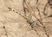 Bladetail perched Aquatic,IUCN Red List,Africa,Terrestrial,Least Concern,Fresh water,Arthropoda,Gomphidae,Lindenia,Ponds and lakes,Asia,Europe,Streams and rivers,Insecta,Flying,Animalia,Odonata,Carnivorous