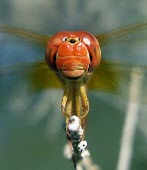 Male common scarlet-darter, close up Ponds and lakes,Forest,Least Concern,Terrestrial,Animalia,Europe,Australia,Asia,Crocothemis,Streams and rivers,erythraea,Insecta,Flying,Arthropoda,Savannah,Wetlands,Odonata,Carnivorous,Africa,Libellul