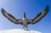 Juvenile Cape Gannet flapping its wings in preparation of first flight Take-off,Locomotion,Immature Adult,Flying,Terrestrial,Sulidae,Shore,Carnivorous,Atlantic,Aves,Ocean,Indian,Vulnerable,Africa,Coastal,Pelecaniformes,Chordata,Animalia,Morus,capensis,IUCN Red List