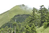 Taiwan fir forest on hills Forests,Mature form,Grassland,Habitat,Species in habitat shot,Mountains,Asia,Near Threatened,Tracheophyta,Forest,Lower Risk,Plantae,Coniferales,IUCN Red List,Pinaceae,Terrestrial,Coniferopsida,Photosy