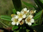 Formosa firethorn flowers, petals on pollinated flowers shrivelling Flower,koidzumii,Streams and rivers,Tracheophyta,Forest,Scrub,Terrestrial,Rosaceae,Magnoliopsida,Rosales,Endangered,Photosynthetic,Asia,Pyracantha,Plantae,IUCN Red List