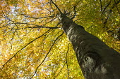 Beech tree in autumn Fagales,Magnoliopsida,Dicots,Magnoliophyta,Flowering Plants,Fagaceae,Beech Family,Fagus,Common,Broadleaved,Anthophyta,Photosynthetic,Terrestrial,Plantae,Europe