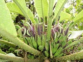 Haleakala cyanea flowers Flower,Mature form,Cyanea,Vulnerable,Campanulales,Plantae,Photosynthetic,Terrestrial,Magnoliopsida,Campanulaceae,North America,Mountains,IUCN Red List,Tracheophyta