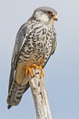 Amur falcon female Habitat,Adult,Species in habitat shot,Adult Female,Animalia,Wetlands,Least Concern,Africa,Asia,Arboreal,Grassland,Falco,Falconiformes,Carnivorous,Appendix II,Urban,Falconidae,amurensis,Chordata,Temper