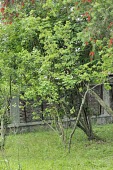 Trident maple var. formosanum Flower,Mature form,Leaves,Aceraceae,Tracheophyta,Photosynthetic,Acer,Plantae,Terrestrial,Asia,Sapindales,Forest,Magnoliopsida