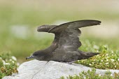 Wedge-tailed shearwater with open wings Adult,Habitat,Species in habitat shot,Ciconiiformes,Herons Ibises Storks and Vultures,Chordates,Chordata,Procellariidae,Shearwaters and Petrels,Aves,Birds,Coastal,Carnivorous,Puffinus,Shore,Aquatic,Ma