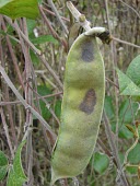 Jack bean seed pod Seeds,Mature form,Canavalia,Tracheophyta,Leguminosae,Terrestrial,pubescens,Magnoliopsida,North America,Forest,Fabales,Critically Endangered,Photosynthetic,Plantae,IUCN Red List