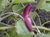 Jack bean in flower Mature form,Flower,Leaves,Canavalia,Tracheophyta,Leguminosae,Terrestrial,pubescens,Magnoliopsida,North America,Forest,Fabales,Critically Endangered,Photosynthetic,Plantae,IUCN Red List