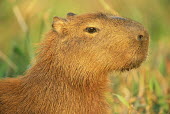Capybara portrait