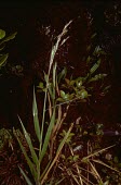 Calamagrostis expansa Mature form,Cyperales,Wetlands,Photosynthetic,Grassland,Terrestrial,IUCN Red List,Gramineae,Liliopsida,Vulnerable,Tracheophyta,Plantae,Forest,North America,Calamagrostis