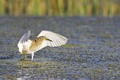 Squacco heron standing in water Habitat,Locomotion,Wading,Adult,Species in habitat shot,Europe,Wetlands,Flying,Ponds and lakes,Aves,Ardeola,Ardeidae,Africa,Chordata,ralloides,Carnivorous,Animalia,Ciconiiformes,Terrestrial,Aquatic,Le