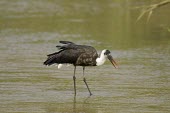 Woolly-necked stork hunting for prey Walking,Locomotion,Adult,Species in habitat shot,Habitat,Ciconia,episcopus,Terrestrial,Ciconiiformes,Chordata,Ciconiidae,Africa,Carnivorous,Asia,Flying,Animalia,Least Concern,Fresh water,Aves,IUCN Red