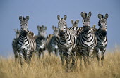 Common zebra (Equus quagga) on alert, Masai Mara National Reserve, Kenya Least Concern,quagga,Streams and rivers,Mammalia,Perissodactyla,Ponds and lakes,Equidae,Equus,Africa,Terrestrial,Savannah,Herbivorous,Temporary water,Chordata,Animalia,IUCN Red List