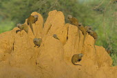 Dwarf mongooses on termite hill Chordates,Chordata,Herpestidae,Mongooses, Meerkat,Carnivores,Carnivora,Mammalia,Mammals,Animalia,Helogale,parvula,Omnivorous,Grassland,Least Concern,Desert,Terrestrial,Scrub,Africa,IUCN Red List