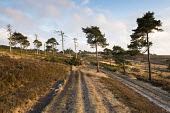 Scots pines and track through heathland Tracheophyta,Terrestrial,Pinaceae,Coniferales,Asia,Photosynthetic,Coniferopsida,Common,Europe,Plantae,sylvestris,Temperate,Pinus,IUCN Red List,Least Concern
