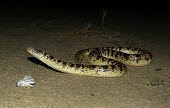 Arabian sand boa at night Appendix II,Boidae,Squamata,Animalia,Desert,Carnivorous,Chordata,Asia,Subterranean,Terrestrial,Eryx,Reptilia,IUCN Red List,Least Concern