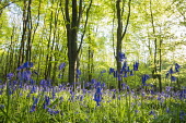 Bluebells in beech woods