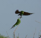 Blue-cheeked bee-eaters passing food item Courtship and Displays,Adult,Reproduction,Adult Male,Adult Female,Streams and rivers,persicus,Temporary water,Sub-tropical,Ponds and lakes,Semi-desert,Carnivorous,Desert,Temperate,Mangrove,Least Conce