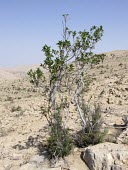 Ficus johannis in desert habitat Species in habitat shot,Mature form,Habitat,Leaves,Magnoliopsida,Not Evaluated,Plantae,IUCN Red List,Urticales,Photosynthetic,Desert,Terrestrial,Tracheophyta,Moraceae,Ficus,Asia