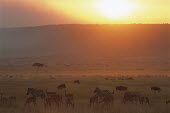 Impalas, common zebras and wildebeest at sunset Mammalia,Mammals,Even-toed Ungulates,Artiodactyla,Bovidae,Bison, Cattle, Sheep, Goats, Antelopes,Chordates,Chordata,Animalia,Cetartiodactyla,taurinus,Herbivorous,Desert,Least Concern,Africa,Semi-deser