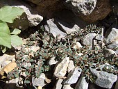 Euphorbia granulata Mature form,Photosynthetic,Plantae,Terrestrial,Magnoliopsida,Euphorbiales,Tracheophyta,Euphorbiaceae,Euphorbia,Asia