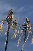 Ruppell's griffon vultures resting on doum palms