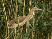 Indian pond-heron Adult,Aves,Ardeidae,Ponds and lakes,Asia,Temporary water,Wetlands,Aquatic,Chordata,Least Concern,Terrestrial,grayii,Animalia,Flying,Ciconiiformes,Streams and rivers,Ardeola,IUCN Red List