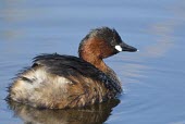 Little grebe swimming On top of water,Adult,Species in habitat shot,Locomotion,Habitat,Swimming,Aves,Birds,Podicipedidae,Grebes,Ciconiiformes,Herons Ibises Storks and Vultures,Chordates,Chordata,Shore,Europe,Tachybaptus,Aq
