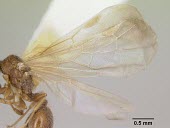 Pheidole elecebra alate queen specimen, wing detail IUCN Red List,Insecta,Terrestrial,Omnivorous,Hymenoptera,Pheidole,Formicidae,Vulnerable,North America,Animalia,Arthropoda