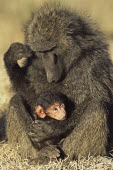 Olive baboon mother with baby Primates,Old World Monkeys,Cercopithecidae,Mammalia,Mammals,Chordates,Chordata,Appendix II,Least Concern,Omnivorous,Terrestrial,Forest,Animalia,anubis,Papio,Africa,IUCN Red List