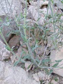 Salvia aegyptiaca foliage Leaves,Lamiales,Equisetopsida,Salvia,Lamiaceae,Plantae,Not Evaluated,Desert,Indian,Asia,Tracheophyta,Terrestrial,Photosynthetic