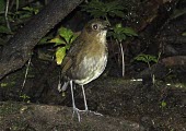 Brown-banded antpitta  perched on branch Habitat,Species in habitat shot,Adult,Flying,IUCN Red List,Vulnerable,Aves,Formicariidae,Terrestrial,South America,Chordata,Forest,Animalia,Passeriformes,Grallaria