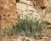 Dactyloctenium scindicum Mature form,Tracheophyta,Plantae,Cyperales,Photosynthetic,Terrestrial,Liliopsida,Poaceae,Dactyloctenium