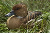 Resting fulvous whistling duck Habitat,Species in habitat shot,Adult,Waterfowl,Anseriformes,Ducks, Geese, Swans,Anatidae,Aves,Birds,Chordates,Chordata,Agricultural,Dendrocygna,Asia,Animalia,Wetlands,North America,Aquatic,South Amer