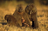 Olive baboon family Primates,Old World Monkeys,Cercopithecidae,Mammalia,Mammals,Chordates,Chordata,Appendix II,Least Concern,Omnivorous,Terrestrial,Forest,Animalia,anubis,Papio,Africa,IUCN Red List