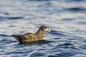 White-Chinned Petrel floating on the oceans surface Swimming,Locomotion,On top of water,Antarctic,Aves,Carnivorous,Animalia,Chordata,Procellariiformes,Procellaria,Procellariidae,Flying,Vulnerable,Temperate,Ocean,aequinoctialis,IUCN Red List