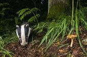 European badger cub (Meles meles) and 'Orange Grisette' mushroom in oak woods