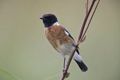 Male common stonechat on branch Habitat,Species in habitat shot,Adult Male,Adult,Aves,Birds,Old World Flycatchers,Muscicapidae,Perching Birds,Passeriformes,Chordates,Chordata,Europe,Wetlands,Animalia,Saxicola,Agricultural,Terrestria