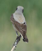 Northern wheatear, rear view Adult,Old World Flycatchers,Muscicapidae,Aves,Birds,Perching Birds,Passeriformes,Chordates,Chordata,North America,Africa,Rock,Least Concern,Flying,Europe,Asia,Terrestrial,Animalia,Oenanthe,IUCN Red Li