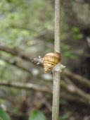 Partulina redfieldi on twig Terrestrial,Animalia,Stylommatophora,Partulina,IUCN Red List,Gastropoda,Mollusca,Achatinellidae,Endangered