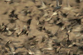 Red-billed quelea flock in flight