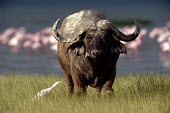 Cape bull buffalo with cattle egret